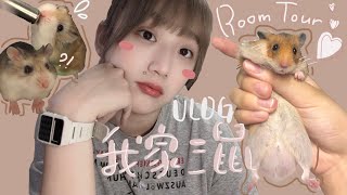 ▸VLOG【我家三鼠🐹】美家RoomTour🏡我的鼠生癬了😨被逼搬入隔離病房？！｜Hamham Life