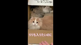 #Shorts【サイベリアン猫】ダンボールに入りたいのに邪魔されてしまう