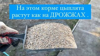 Идеальный корм для цыплят.[Растут как на дрожжах.] Несушки кормят.