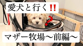 【マザー牧場】愛犬と初めて牧場に行きました【前編】#dog #子犬 #ペキプー #ペキニーズ #ミックス犬 #ミックス #トイプードル #トイプー #犬動画 #パピー