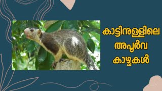 കാട്ടിനുള്ളിലെ അപൂർവ  കാഴ്ചകൾ | Rare animals caught on camera