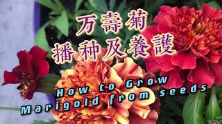 万寿菊播种及养护How to Grow Marigold from Seeds