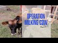 Operation Milking Cow (Part 1)