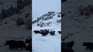 mountain life leh Ladakh #shorts #ladakh #ladakh tour #ladakh vlog #leh ladakh trip