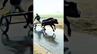 jhota race #shortvideo #subscribe