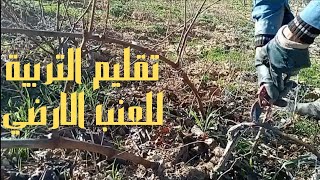 تقليم التربية للعنب الارضي/ تقليم العنب الأرضي/pruning grapes