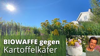 Rainfarn - gegen Kartoffelkäfer, Würmer, Läuse und TOP Wildbienenpflanze