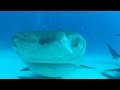 Tiger Shark Swallows Phone And Spits It Back Out