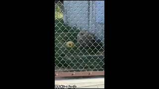 【休園中のとくしま動物園北島建設の森】ライオン「ムーン」今日も元気です。