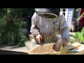 a day with an australian beekeeper