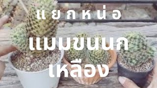 ตัดหน่อแมมขนนกเหลือง | เพื่อขยายพันธ์ | Pimdiary EP71 #แมมขนนกเหลือง #แคคตัส