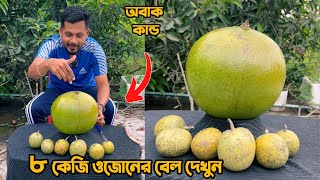 ৮ কেজি ওজোনের বেল দেখু'ন। অবাক কান্ড ১টা বেল ৫হাজার টাকা দাম।