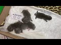 little kittens😸 1 week old best moments