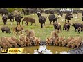 4K African Wildlife - The Super Beautiful Moment of Hwange National Park with Relaxing Sounds in 4K