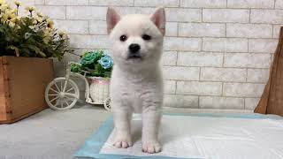 White Shiba Inu - Frodo