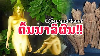 ''ຕົ້ນນາລີຜົນ'' ກັບຄວາມລຶກລັບແຫ່ງປ່າຫິມະພານ ທີ່ເຈົ້າອາດ...ບໍ່ເຄີຍຮູ້!!