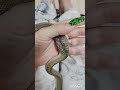 ガンスタマゴヘビ 卵を割る音 amsr 爬虫類 reptiles snake animals 蛇 ヘビ ガンスタマゴヘビ 爬虫類のいる生活 爬虫類飼育 爬虫類youtuber