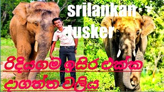 srilankan most famos tusker/elephant ලංකාවේ ජනප්‍රියම තරුවක් ගැන#elephant #wildelephants #srilankan