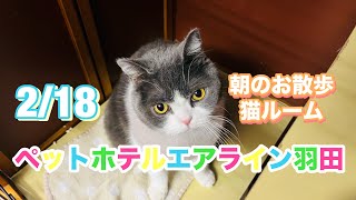 2/18 朝☀️ワンちゃんお散歩ドックラン〜 猫ちゃん〜キャットルームのご様子です♪羽田空港近くのペットホテルエアライン羽田にご宿泊中のペットちゃん達です♡無料送迎なので楽々チェックイン‼︎