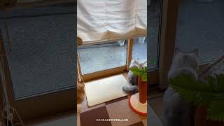 スズメさんに釘付け妹猫with兄猫　　#cat#catlover #cats #kitten #cute #猫#猫動画 #猫のいる暮らし #猫好きさんと繋がりたい #猫のいる生活#ねこ#子猫