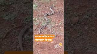 রাসেলস ভাইপার কতটা বিষাক্ত? | Russells viper snake | rasel vipar sap | Ghuri #shortsvideo #shorts