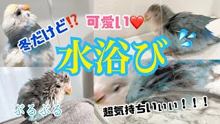 【インコ臭】冬でも水浴びを楽しみました🥳❤️【インコの水浴び】