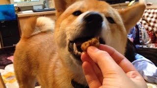 柴犬どんぐり1歳の誕生日！バナナケーキを作ってみた！ Shiba Inu Donguri 1-year-old birthday!