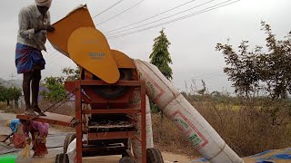 Finger Millet(Raagi) Harvesting \u0026 grain collection