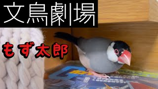 【爆笑】文鳥劇場　もず太郎　#277