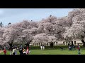 cherry blossoms short at uw campus quad april 2021 4k university of washington quad