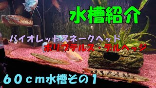 水槽紹介-60cm水槽①【アクアリウム】