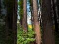 California Coastal Redwoods