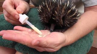 Meet Newman the Echidna Puggle at the Taronga Zoo