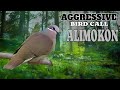 Aggressive fighting,White Eared-brown Dove call | Huni nang Alimokon..