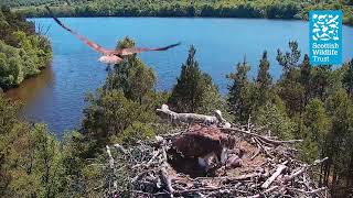 Nine Fish in One Day! (Loch of the Lowes Osprey Webcam 2022)