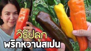 ปลูกพริกหวานยักษ์สเปน4สี หวาน ใหญ่ โตเร็ว พริกที่ยายนางชอบกินกับส้มตำ