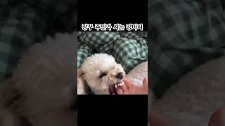 장꾸 주인과 사는 강아지반응 | 격하게 놀아도 선은 지키는 강아지 #반려견 #puppy #애개육아 #강아지반응 #강아지일상 #푸들 #큰거온다 #카레팔자상팔자 #poodle #외동