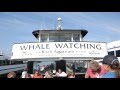 Flagship Whale Watching: Getaway San Diego