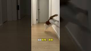 新手养猫千万要注意⚠️ 新手养猫踩雷点，你中招了吗？新手养猫技巧  养猫经验分享  养猫进阶指南 养猫知识 猫咪