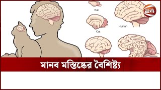 কেন যেকোন প্রাণীর থেকে মানুষের ব্রেন এতো উন্নত? | Human Brain vs Animal Brain | Channel 24