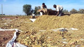 Tobacco in Gujarat .MOV