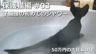 保護猫編＃03　子猫達の初めてのシャワー／50万円の古民家　DIY