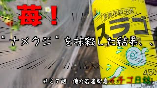 【儲ける農業】勝手に、いちごを食べないでください。｜イチゴ葉っぱ処理｜地固め作業｜脱サラ農家