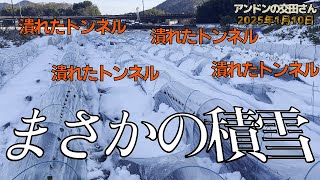 【家庭菜園・農業】畑のトンネルが積雪でぺちゃんこ！ 普段は雪が降らないのに今年は違う・・・！ 凍結した野菜は触りたいけど触ってはいけない！ 思わぬ積雪！ 2025/1/10