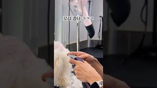 비숑프리제 미용과정 #cutedog #bichonfrise #애견미용