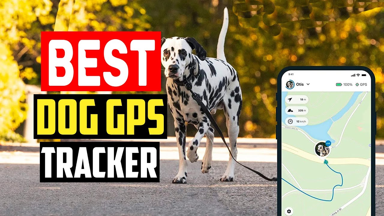 Best Dog Gps Tracker In 2023 Youtube