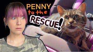 Penny the cat helps me pick out a new outfit!