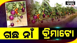 ବାଇଗଣ ଆଉ ଟମାଟୋ ଫଳୁଛି ଗୋଟିଏ ଗଛରେ। ଭାରତୀୟ ବୈଜ୍ଞାନିକ ଯୋଡ଼ିଦେଲେ ଦୁଇଟି ଗଛ।