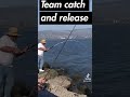 California halibut catch and release￼