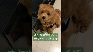 おやつが欲しくて #shorts #dog